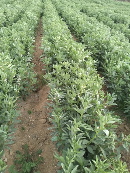 اي سباب تسقيط الزهر الحجر اللي تحت كله معقدش تسقيط مبالغ فيه ارش مغزي ولا تسبيت زهر
الرجاء الافادة